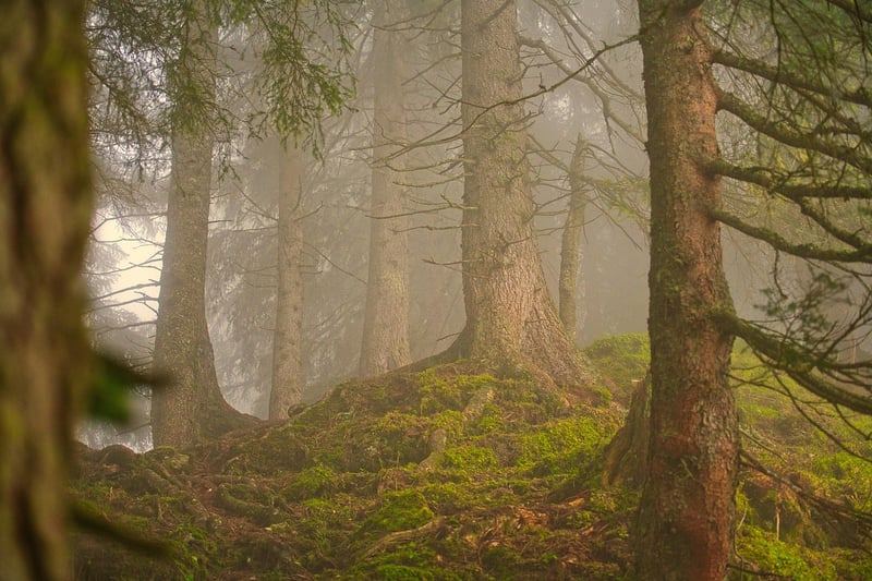 Fairy Glade